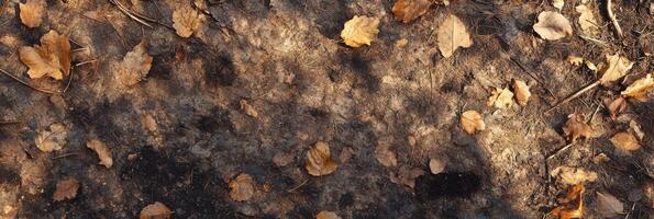 Autumn leaves on forest ground in dappled sunlight capturing fall season atmosphere photo