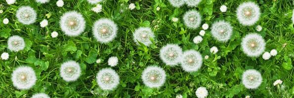 Top view of dandelions and white flowers on lush green grass background photo