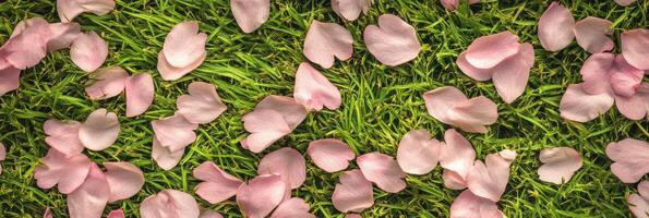 Pink cherry blossom petals scattered on fresh green grass background photo