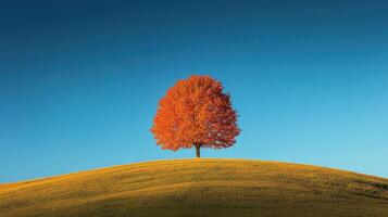 Vibrant autumn tree on a rolling hill captured against a clear blue sky photo