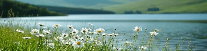 Blooming daisies by a tranquil lake with rolling hills in background photo