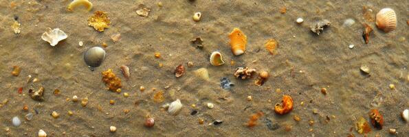 Various seashells and pebbles scattered on sandy beach surface photo