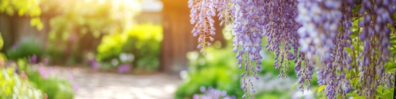 Purple wisteria flowers blooming in a lush garden setting photo