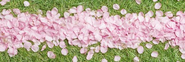 Pink cherry blossom petals layered on vibrant green grass background photo