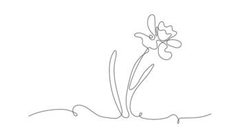 Narcissus flower in the style of drawing a continuous line. Horizontal floral border of the first spring flowers in the form of line art. Minimalistic black linear design, illustration vector