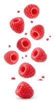 Falling raspberry fruit isolated in high detail, a dynamic and eye-catching image symbolizing natural sweetness, health, and freshness photo