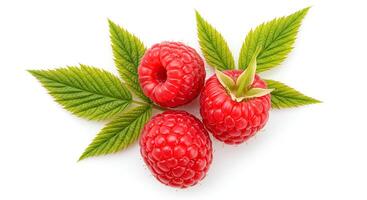 Juicy ripe raspberry on white background, a high-resolution image ideal for smoothies, desserts, and vitamin-rich nutrition campaigns photo