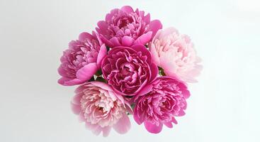 pink peony flower isolated on white background with shadow. spring time bloom of peony flower to signify the coming of warmer weather photo