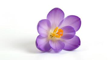 purple crocus isolated on white background. spring time bloom of beautiful crocus flower with purple petals to signify the coming of warmer weather photo