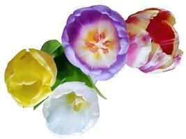 Top view of colorful Tulip or Tulp flowers in multi colored, pink yellow and white isolated on white background with clipping path photo
