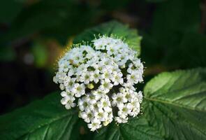 Close up tiny white Wayfarer or Wayfaring flowers, Viburnum lantana, selective focus with blurred background, flower wallpaper or background photo