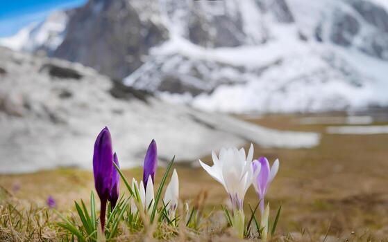 Purple and white Crocus Nivea slowing start shooting their apex tip from the ground, meadow wildflower in spring time photo