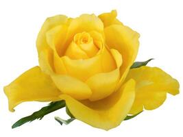 Beautiful Yellow Rose, blooming, isolated white background with clipping path, flower element, flora rosa, object for graphic resource photo