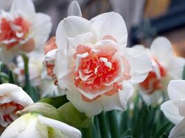 Narcissus Replete Double Daffodil flowers, pink peach and cream or vanilla icecream colors, selective focus with blurred background of natural color of European city photo