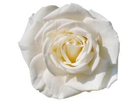 Beautiful White Rose, blooming, isolated white background with clipping path, flower element, flora rosa photo