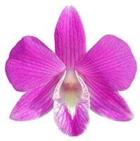 Close up single Dendrobium orchid isolated cutout in white background with clipping path, flower, flora, orchid element object for graphic resource photo