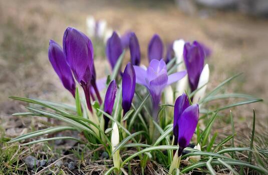 Little Purple and white Crocus Nivea slowing start shooting their apex tip from the ground, meadow wildflower in spring time photo