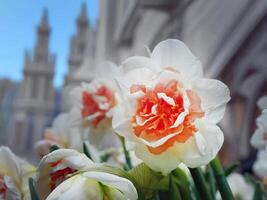 Narcissus Replete Double Daffodil flowers, pink peach and cream or vanilla icecream colors, selective focus with blurred background of natural color European city photo