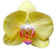 Close up single Phalaenopsis OX Yellow orchid isolated cutout in white background with clipping path, flower, flora, orchid element object for graphic resource photo