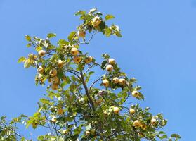 Quince tree or Cydonia oblonga, low angle view, crossbreeding of Apple and Pear, deciduous tree that bears aromatic bright golden yellow pome fruit photo