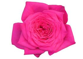Beautiful Pink Floribunda Rose, Hybrid Tea Rose blooming, isolated white background with clipping path, flower element photo