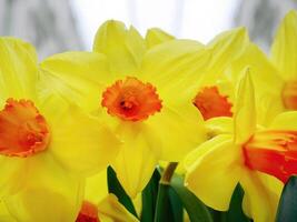Daffodils Narcissus Orangery, vibrant yellow and orange colors, selective focus with blurred background, natural lights, fragrant flowers photo