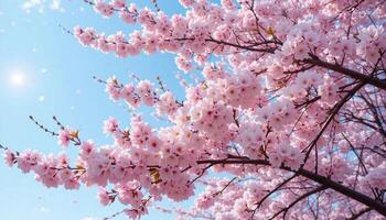 stunning cherry blossom tree with sunlight filtering through its delicate pink flowers, creating a serene atmosphere photo