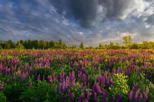 A field of purple flowers under a cloudy sky photo