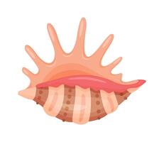Spider Conch Seashell. Hand drawn trendy flat style isolated icon on a transparent background seashell. illustration vector