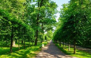 A path in a park with trees and grass photo