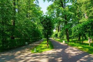 A paved path in a park surrounded by trees photo