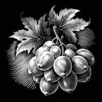 grapes in a wood engraving style on a black background vector