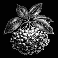 illustration of a rowan tree with leaves berries vector