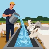 Man Pouring Water for Goats at Trough in Rural Setting vector