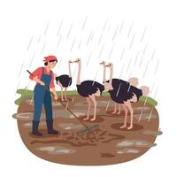 Woman Raking Muddy Field with Ostriches Watching in the Rain vector