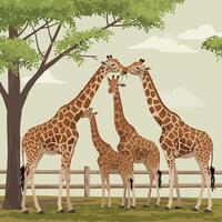 Giraffe Family Gathering and Feeding Near Tree in Grassy Field vector