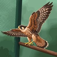 Falcon Perching with Wings Spread in Enclosure Illustration vector