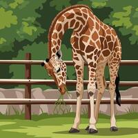 Giraffe Eating Grass in Zoo Enclosure with Lush Greenery Background vector