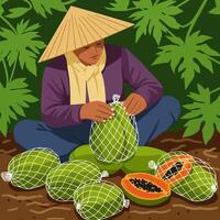 Farmer Packing Papaya Fruits in Protective Netting Illustration vector