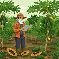 Farmer Reading Document in Papaya Orchard Inspecting Fruit Quality vector