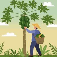 Harvesting Fresh Papaya From Tree by Farmer with Straw Hat vector