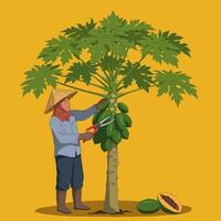 Farmer Harvesting Papaya From Tree Using Pruning Shears in Orchard vector