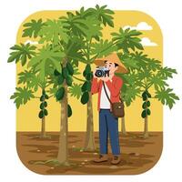Man Taking Picture of Papaya Tree in Orchard with Camera vector