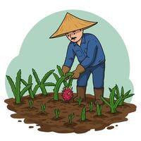 Farmer Tending to Dragon Fruit Crop in Field with Straw Hat vector
