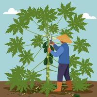 Harvesting Fruit Farmer Trimming Tree with Shears in Agriculture Setting vector