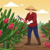 Harvesting Dragon Fruit at Farm with Pruning Shears and Straw Hat vector