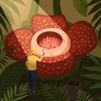 Exploring Rare Rafflesia Flower in Jungle with Flashlight Illustration vector