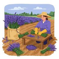 Woman Harvesting Lavender Flowers in Field with Sack and Table vector