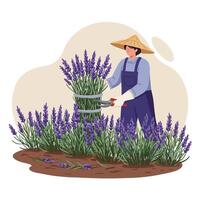 Person Harvesting Lavender in Field with Traditional Straw Hat vector