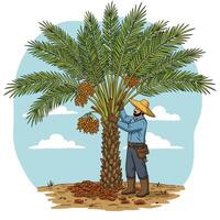 Harvesting Date Fruit a Farmer Collecting Ripe Dates From Palm Tree vector
